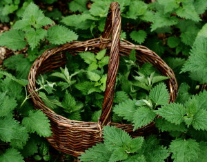 CAN YOU HELP SCIENCE? YES YOU CAN… SPICED NETTLES WITH GREEN OLIVES